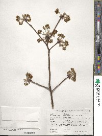 Image of Sassafras albidum