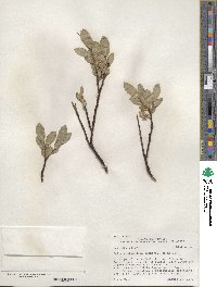 Salix eastwoodiae image