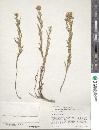 Noticastrum adscendens image