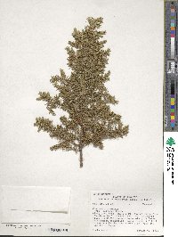 Juniperus communis var. depressa image