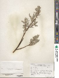 Salix wolfii image