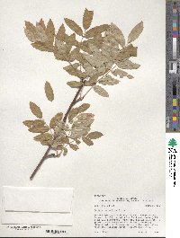 Sorbus scopulina image