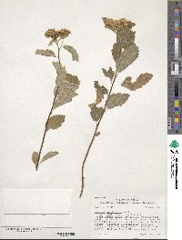 Spiraea betulifolia var. lucida image