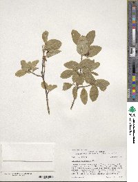 Lonicera utahensis image