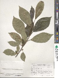 Nyssa sylvatica image