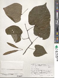 Image of Cercis canadensis