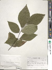 Fagus grandifolia image