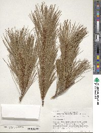 Pinus strobus image