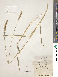 Image of Setaria parviflora