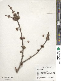 Acer rubrum image