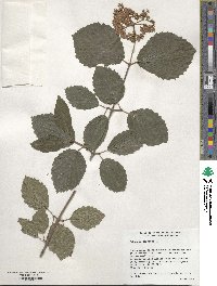 Viburnum dentatum image