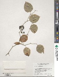 Smilax rotundifolia image