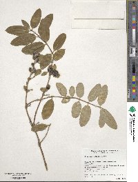 Lonicera japonica image