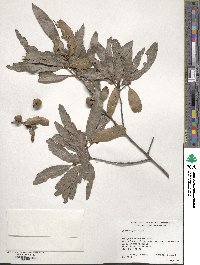 Quercus phellos image