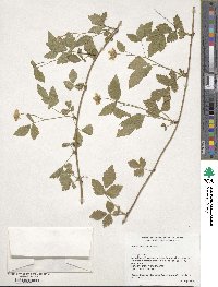 Rubus enslenii image