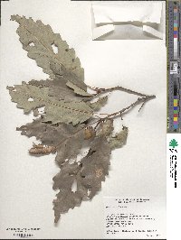 Quercus michauxii image