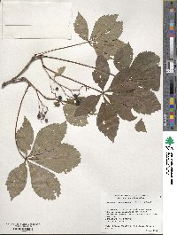 Image of Parthenocissus quinquefolia