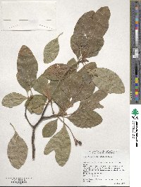 Sassafras albidum image