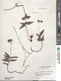 Image of Chimaphila maculata