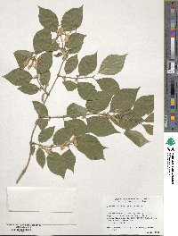 Lonicera maackii image