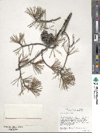 Pinus virginiana image