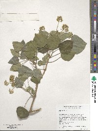 Image of Hedera helix