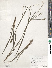 Image of Sisyrinchium angustifolium