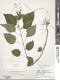 Circaea lutetiana image