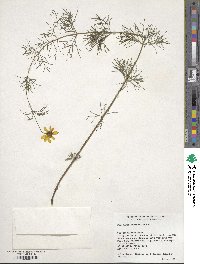 Coreopsis verticillata image