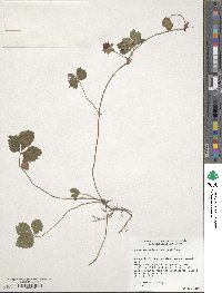 Potentilla indica image