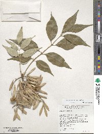 Fraxinus americana var. americana image