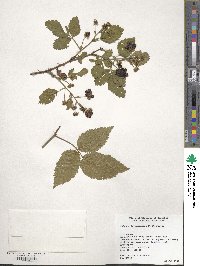 Rubus allegheniensis image