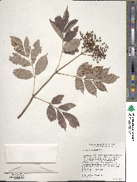 Image of Sambucus canadensis