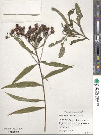 Vernonia noveboracensis image