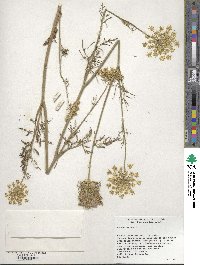 Image of Daucus carota