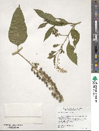 Image of Phytolacca americana