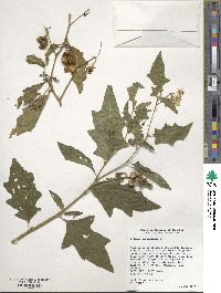 Solanum carolinense image