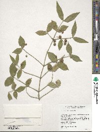 Euonymus americanus image