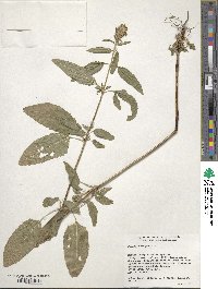 Image of Prunella vulgaris