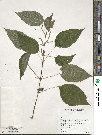 Boehmeria cylindrica image