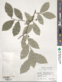 Lindera glauca image