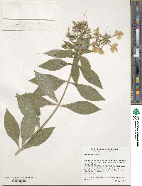 Ipomoea paniculata image