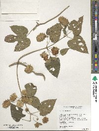 Image of Humulus lupulus