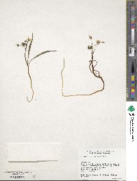 Claytonia caroliniana image