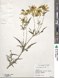 Bidens polylepis image