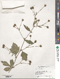 Geum canadense image