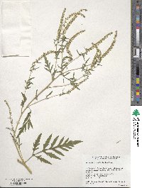 Ambrosia artemisiifolia image