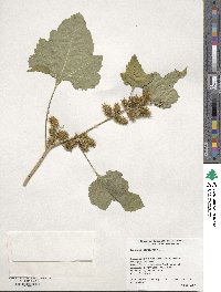 Image of Xanthium strumarium