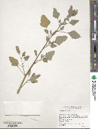 Image of Chenopodium album