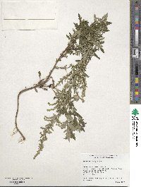 Artemisia vulgaris image